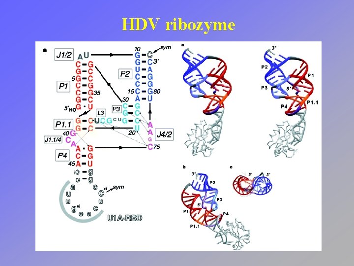 HDV ribozyme 