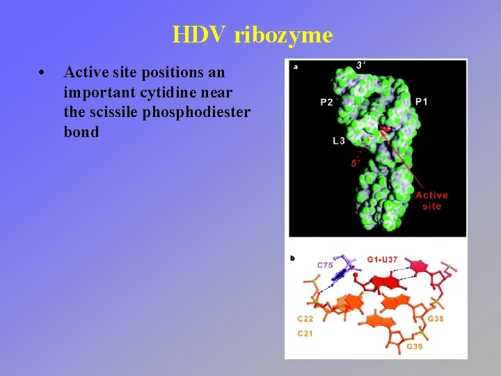 HDV ribozyme • Active site positions an important cytidine near the scissile phosphodiester bond