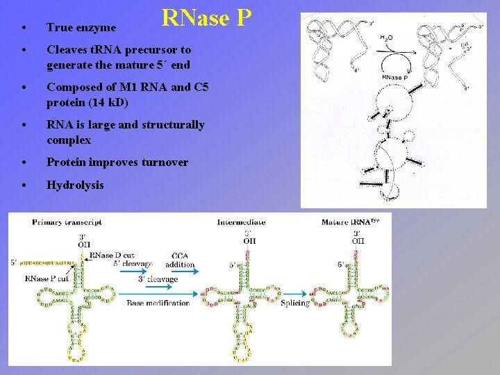 RNase P • True enzyme • Cleaves t. RNA precursor to generate the mature