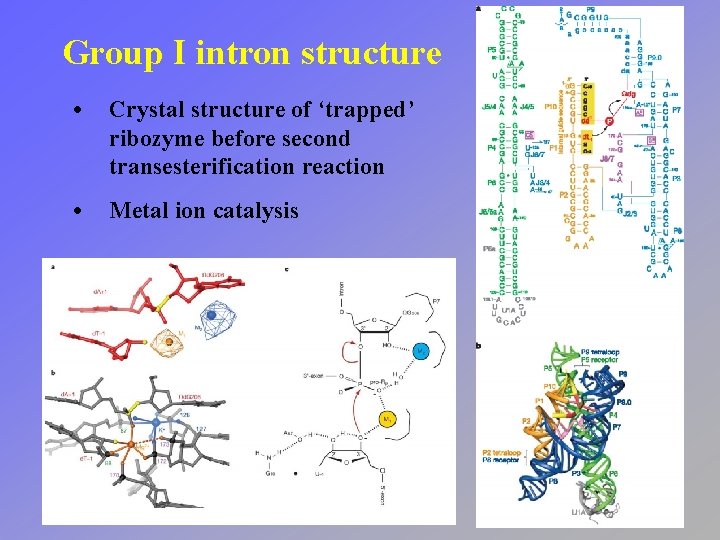 Group I intron structure • Crystal structure of ‘trapped’ ribozyme before second transesterification reaction