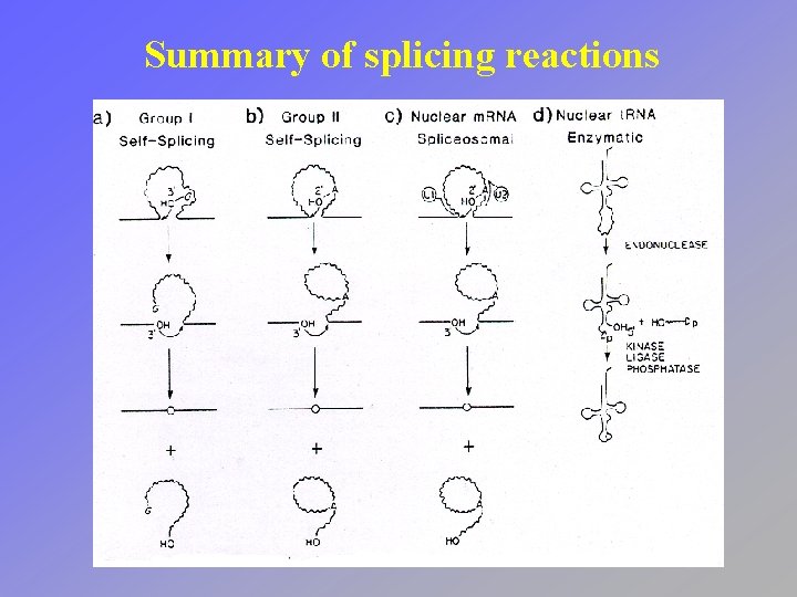 Summary of splicing reactions 