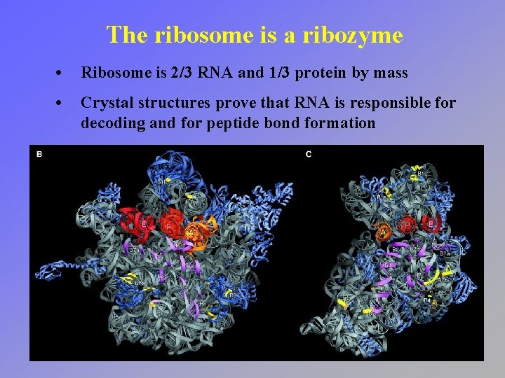 The ribosome is a ribozyme • Ribosome is 2/3 RNA and 1/3 protein by