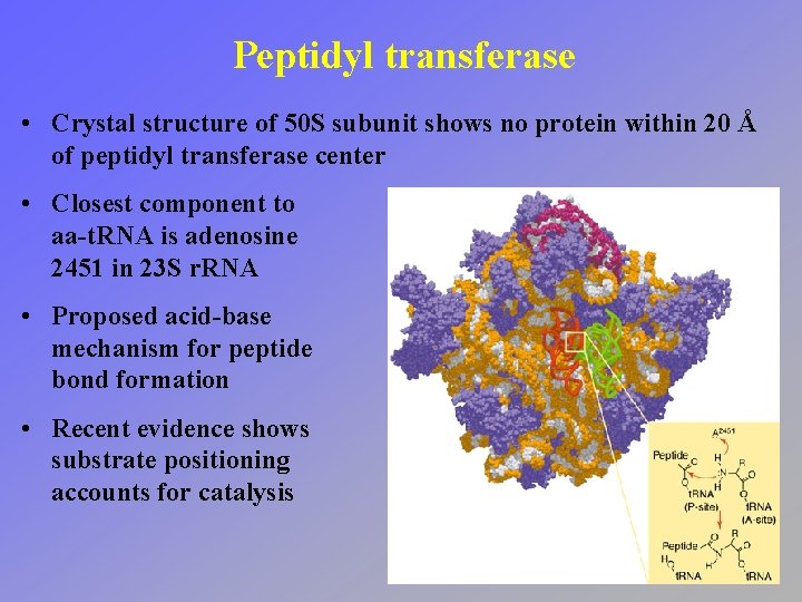 Peptidyl transferase • Crystal structure of 50 S subunit shows no protein within 20