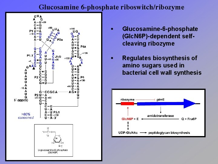 Glucosamine 6 -phosphate riboswitch/ribozyme • Glucosamine-6 -phosphate (Glc. N 6 P)-dependent selfcleaving ribozyme •