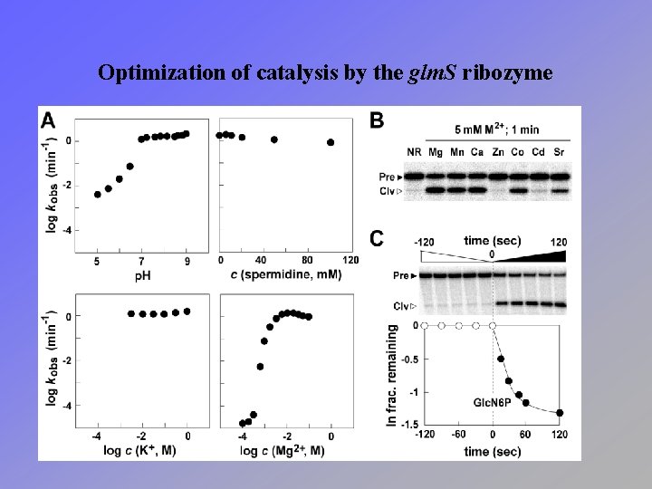 Optimization of catalysis by the glm. S ribozyme 