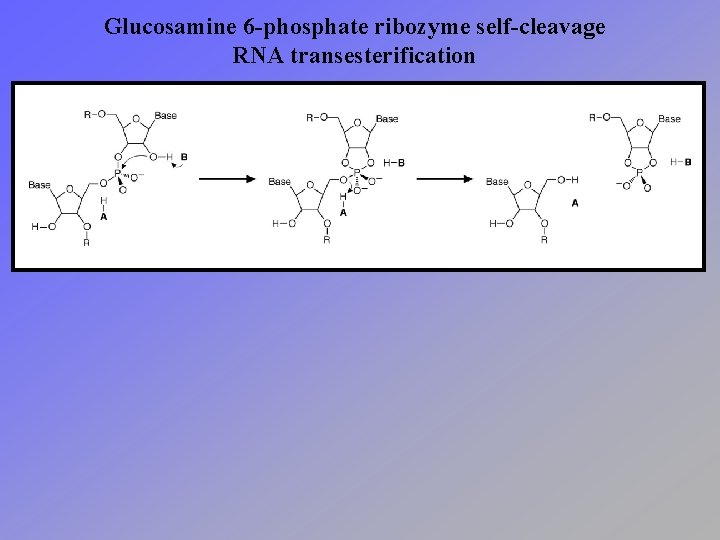 Glucosamine 6 -phosphate ribozyme self-cleavage RNA transesterification 