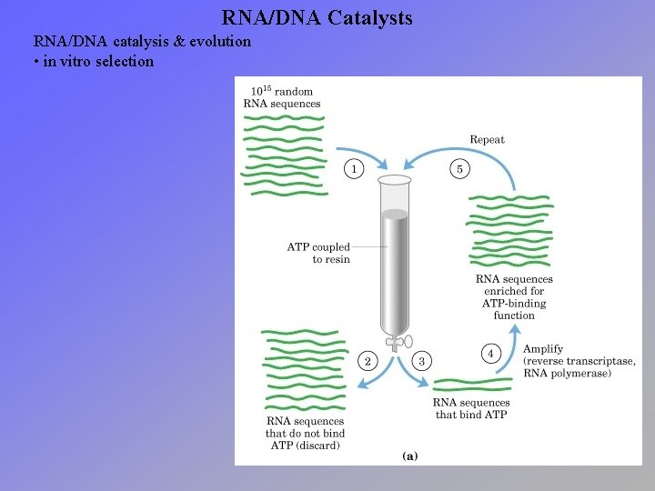 RNA/DNA Catalysts RNA/DNA catalysis & evolution • in vitro selection 