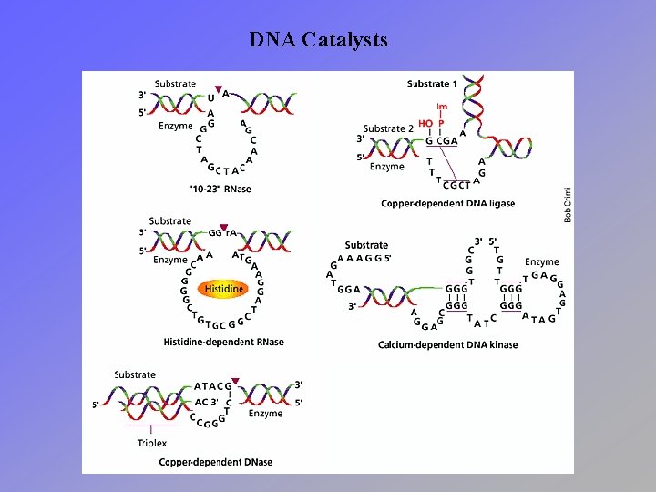 DNA Catalysts 