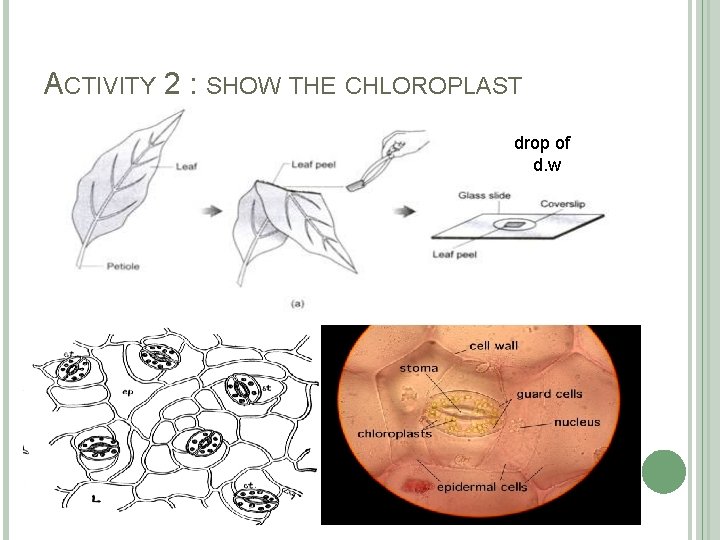ACTIVITY 2 : SHOW THE CHLOROPLAST drop of d. w 