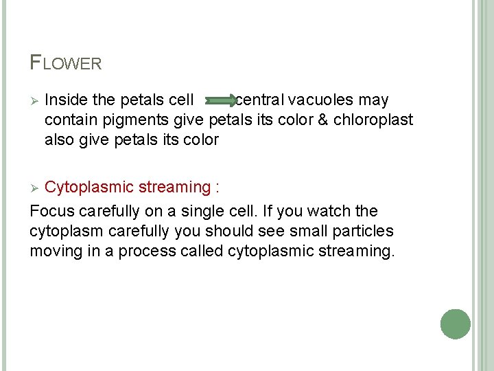 FLOWER Ø Inside the petals cell central vacuoles may contain pigments give petals its