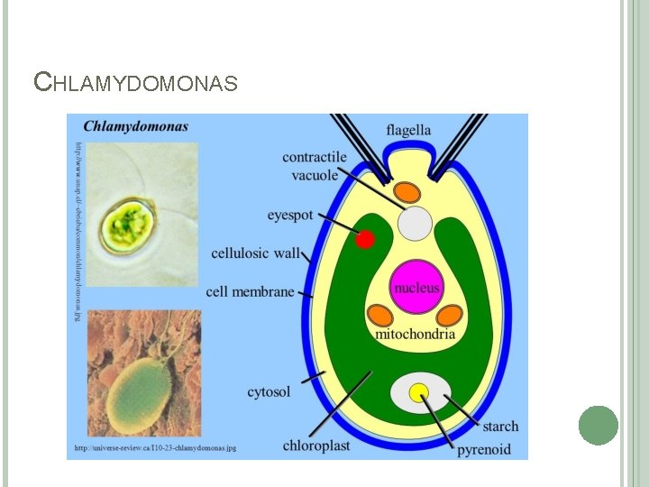 CHLAMYDOMONAS 