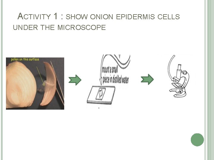 ACTIVITY 1 : SHOW ONION EPIDERMIS CELLS UNDER THE MICROSCOPE 