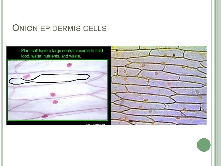 LAB 5 THE CELL Biology department KINGDOM PLANTAE