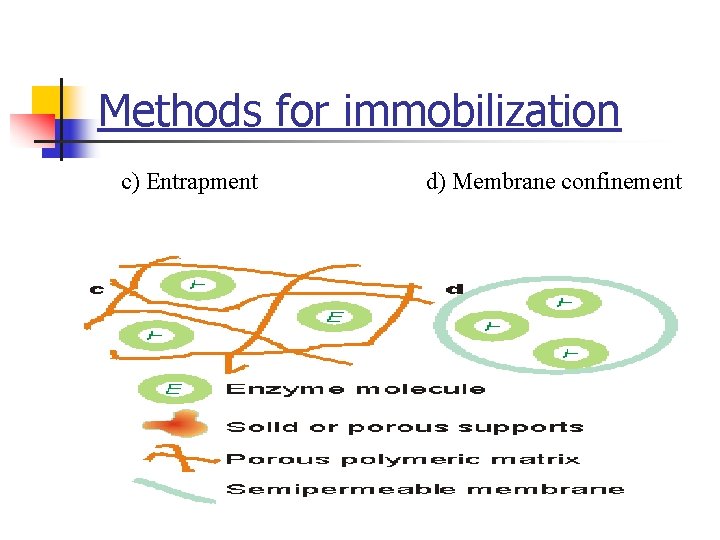Methods for immobilization c) Entrapment d) Membrane confinement 