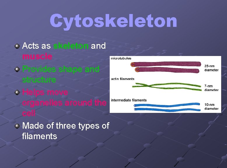 Cytoskeleton Acts as skeleton and muscle Provides shape and structure Helps move organelles around