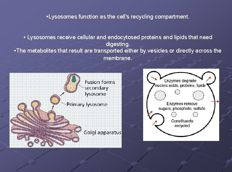  • Lysosomes function as the cell's recycling compartment. • Lysosomes receive cellular and