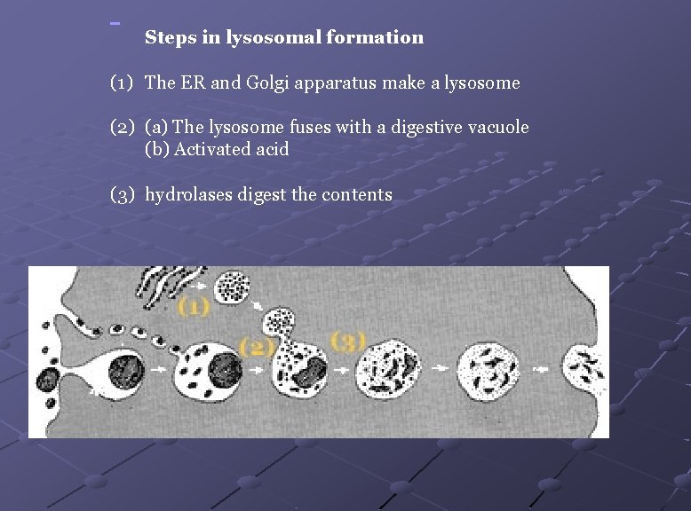  Steps in lysosomal formation (1) The ER and Golgi apparatus make a lysosome