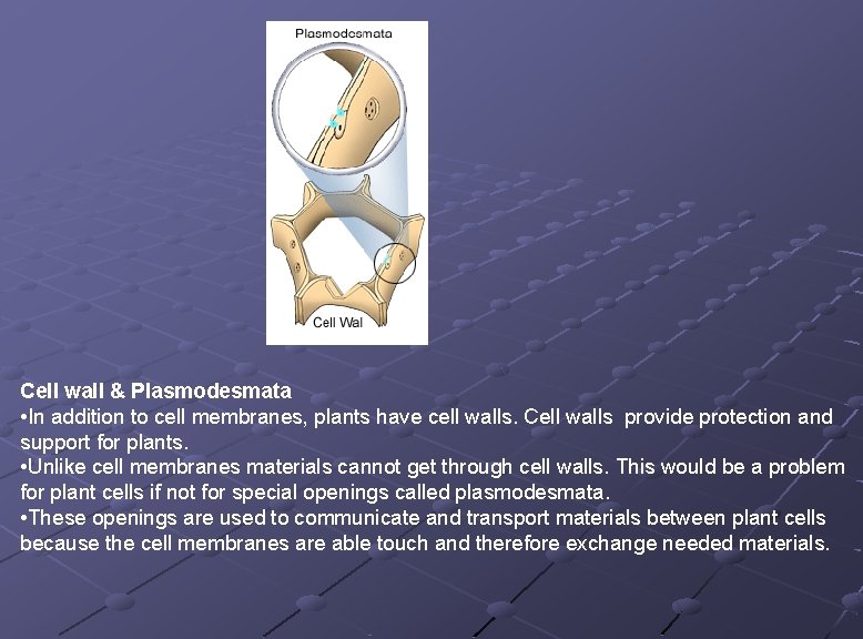  Cell wall & Plasmodesmata • In addition to cell membranes, plants have cell