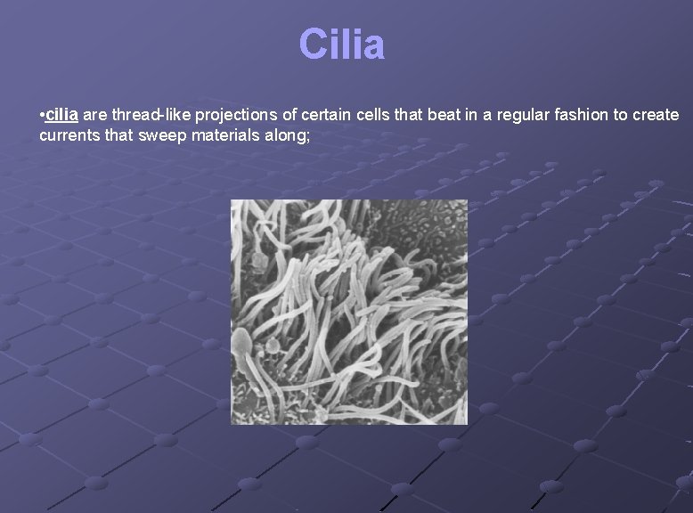 Cilia • cilia are thread-like projections of certain cells that beat in a regular