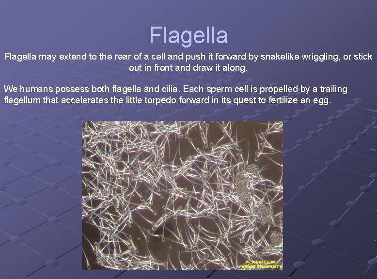 Flagella may extend to the rear of a cell and push it forward by