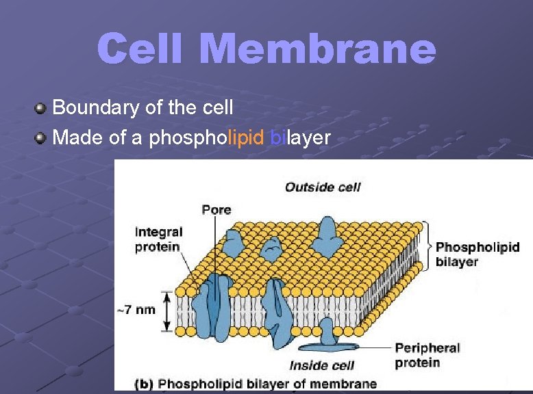 Cell Membrane Boundary of the cell Made of a phospholipid bilayer 