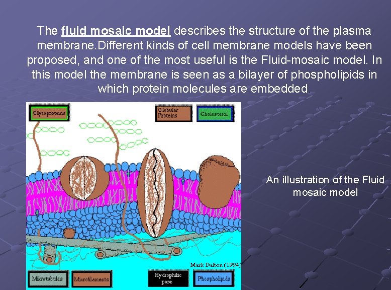 The fluid mosaic model describes the structure of the plasma membrane. Different kinds of