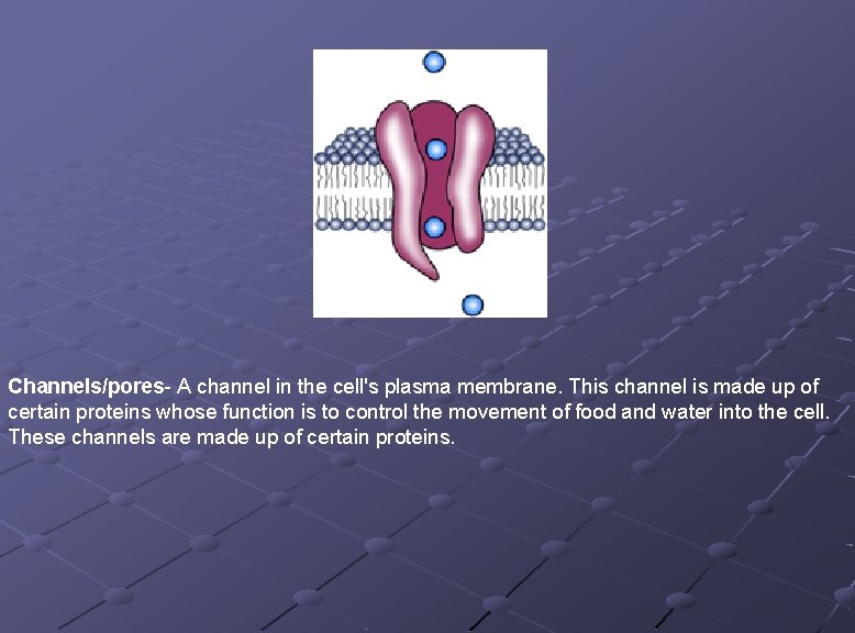  Channels/pores- A channel in the cell's plasma membrane. This channel is made up