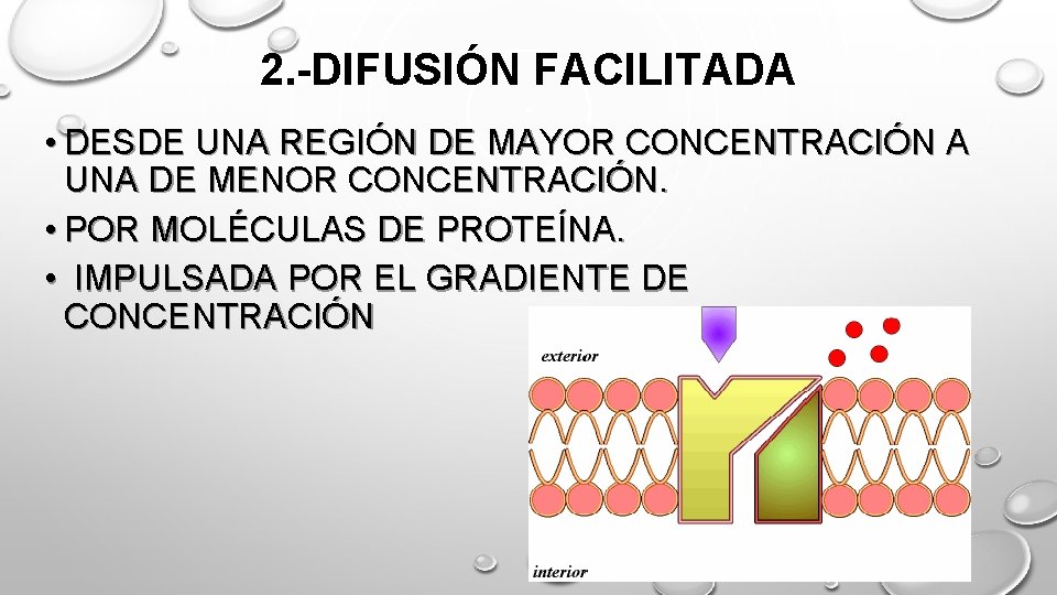 2. -DIFUSIÓN FACILITADA • DESDE UNA REGIÓN DE MAYOR CONCENTRACIÓN A UNA DE MENOR