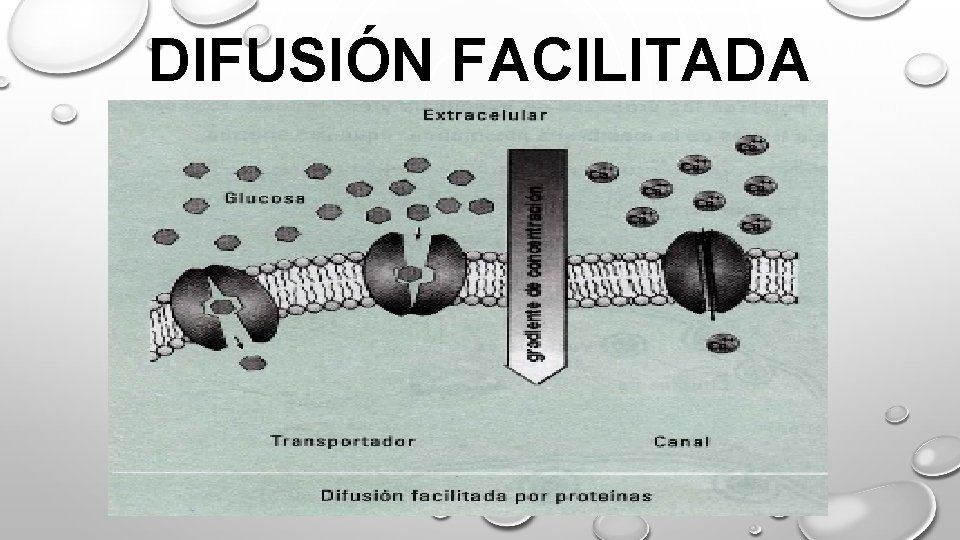 DIFUSIÓN FACILITADA 