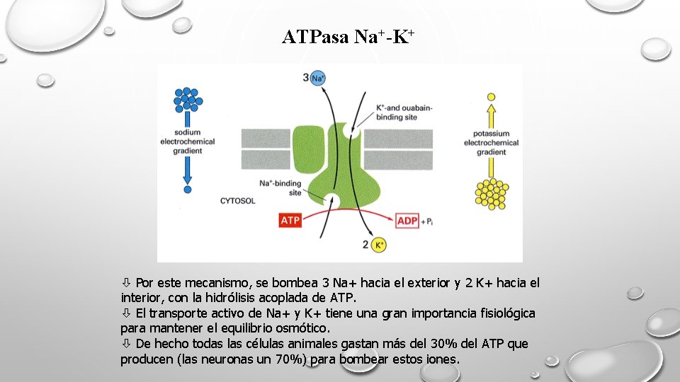 ATPasa Na+-K+ Por este mecanismo, se bombea 3 Na+ hacia el exterior y 2