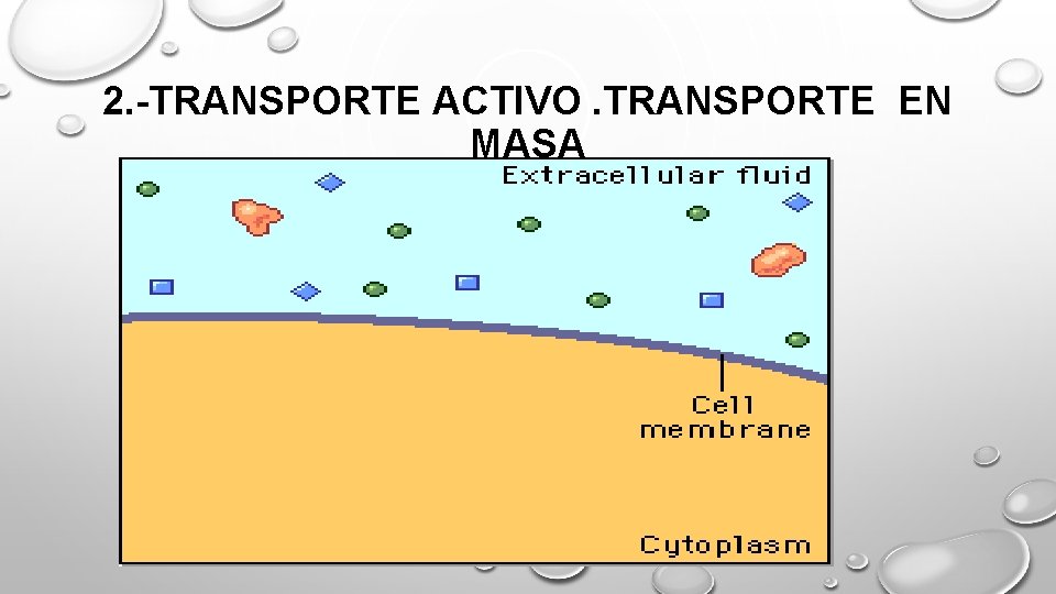 2. -TRANSPORTE ACTIVO. TRANSPORTE EN MASA 