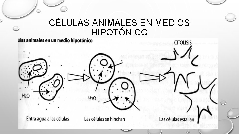 CÉLULAS ANIMALES EN MEDIOS HIPOTÓNICO 