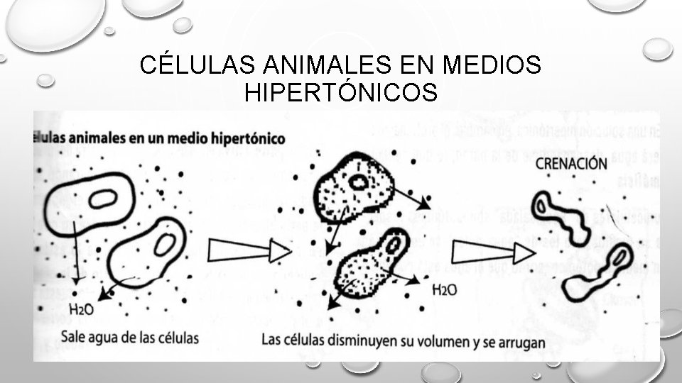 CÉLULAS ANIMALES EN MEDIOS HIPERTÓNICOS 