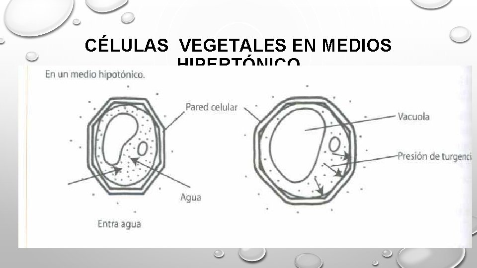 CÉLULAS VEGETALES EN MEDIOS HIPERTÓNICO 