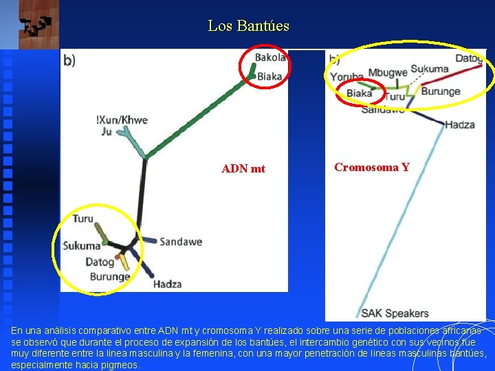 Los Bantúes ADN mt Cromosoma Y En una análisis comparativo entre ADN mt y