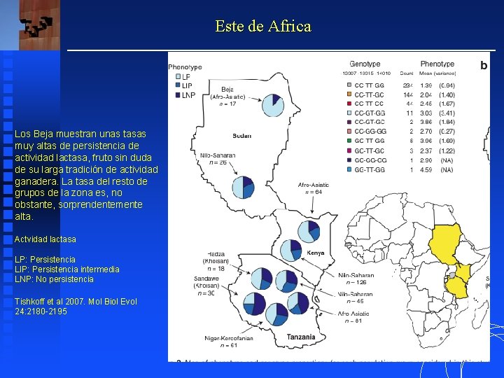 Este de Africa Los Beja muestran unas tasas muy altas de persistencia de actividad