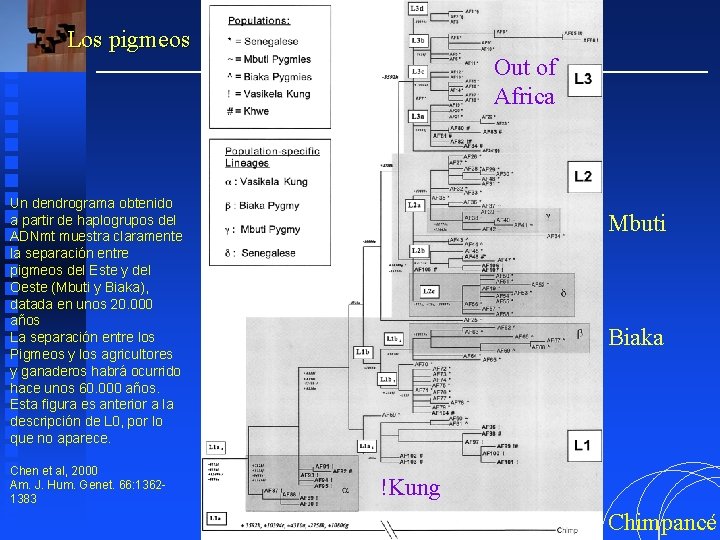 Los pigmeos Out of Africa Un dendrograma obtenido a partir de haplogrupos del ADNmt
