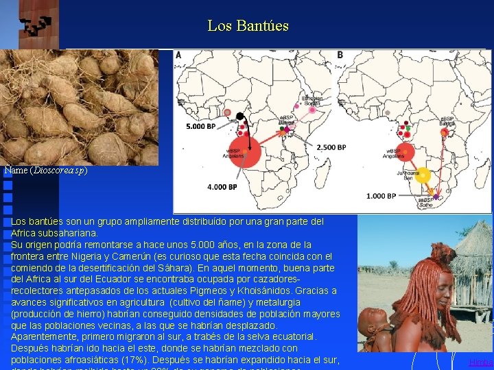 Los Bantúes Ñame (Dioscorea sp) Los bantúes son un grupo ampliamente distribuído por una