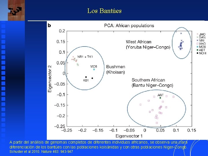 Los Bantúes A partir del análisis de genomas completos de diferentes individuos africanos, se