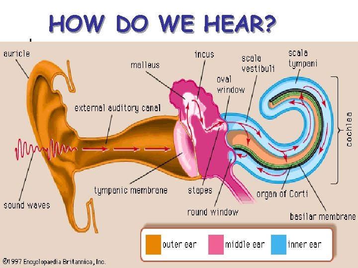 HOW DO WE HEAR? 