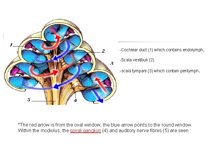 -Cochlear duct (1) which contains endolymph, -Scala vestibuli (2) -scala tympani (3) which contain