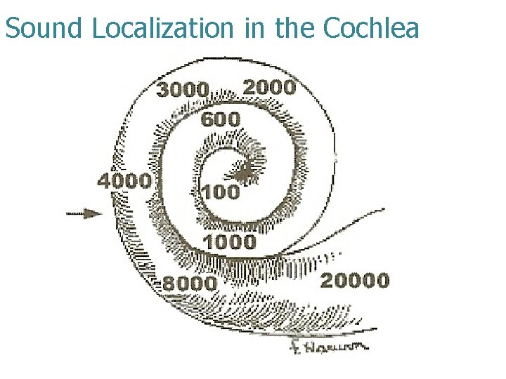 Sound Localization in the Cochlea 