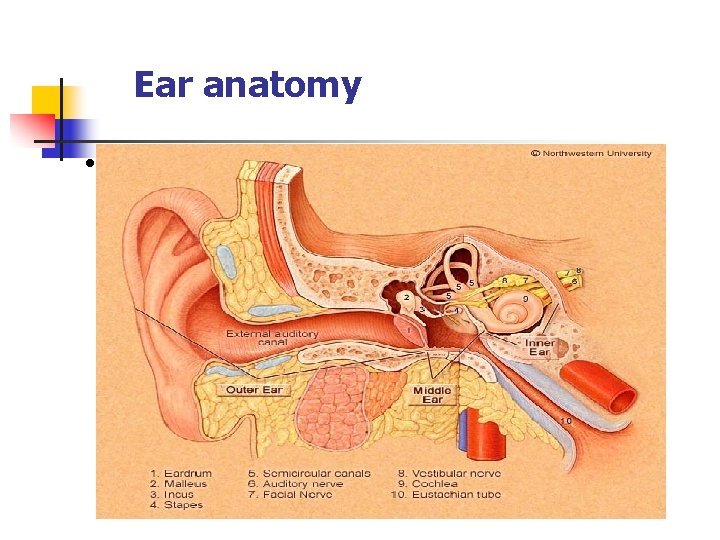 Ear anatomy • 