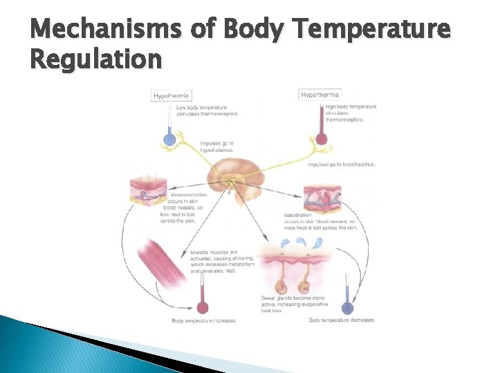 Mechanisms of Body Temperature Regulation Mechanisms of Body Temperature Regulation