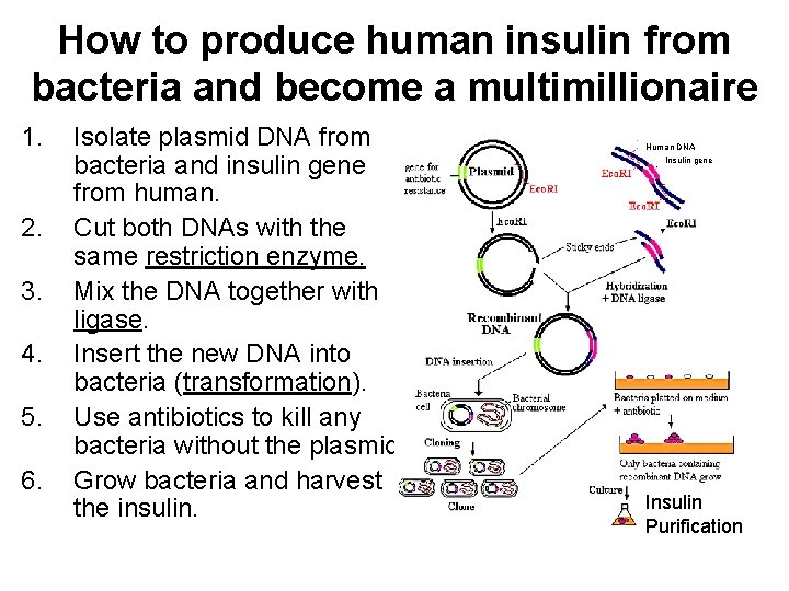 How to produce human insulin from bacteria and become a multimillionaire 1. 2. 3.