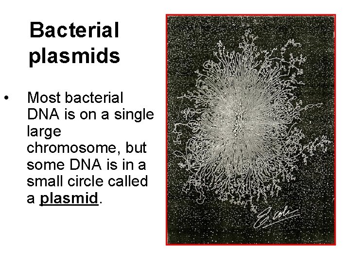 Bacterial plasmids • Most bacterial DNA is on a single large chromosome, but some