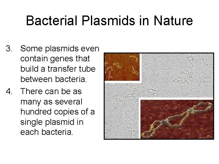 Bacterial Plasmids in Nature 3. Some plasmids even contain genes that build a transfer