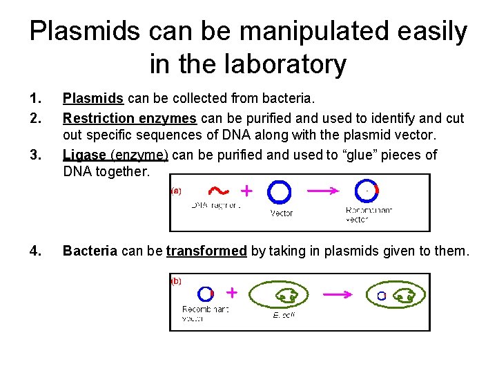 Plasmids can be manipulated easily in the laboratory 1. 2. 3. 4. Plasmids can