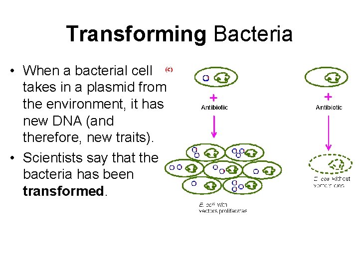 Transforming Bacteria • When a bacterial cell takes in a plasmid from the environment,