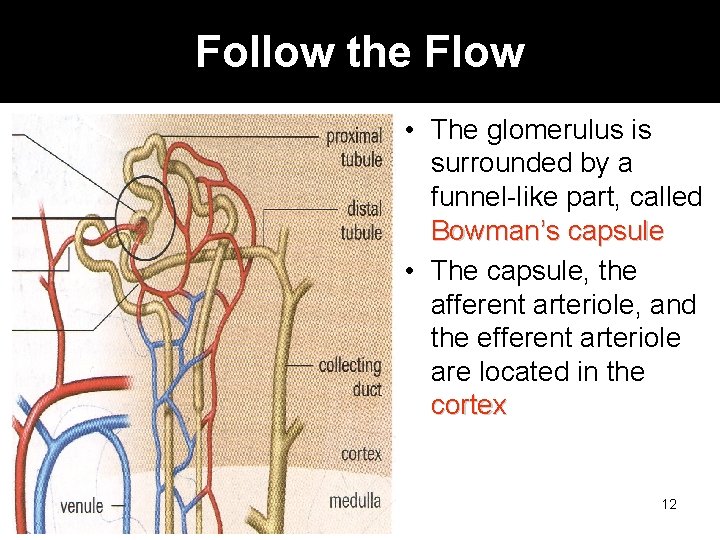 Follow the Flow • The glomerulus is surrounded by a funnel-like part, called Bowman’s